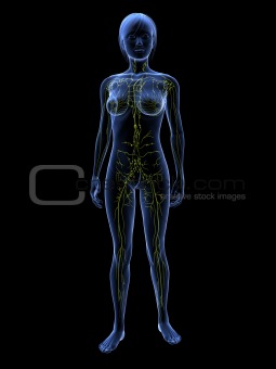 woman - lymphatic system