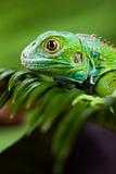 close-up on a iguana