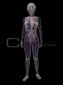 woman - highlighted vascular system
