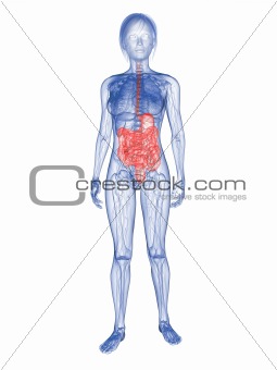 woman - highlighted digestive system