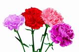 Four Carnations 
