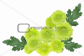 Green chrysanthemums
