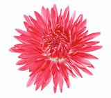 Single Red Chrysanthemum