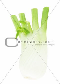 Anise Fennel Plant