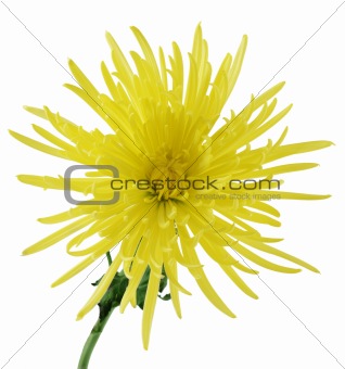 Curly Chrysanthemum