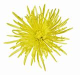 Yellow Chrysanthemum Flower