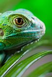close-up on a iguana