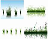 grass on water
