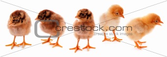 A few baby chicks over a white background