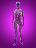 woman - lymphatic system