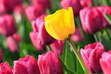 Yellow tulip between pink tulips