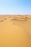 desert after rainfall