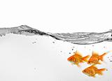 small group of goldfish in water