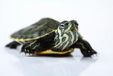 Turtle as a pet