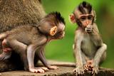 Childs of monkeys