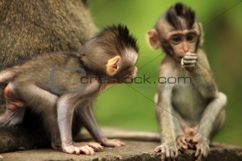 Childs of monkeys