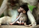Family of monkeys