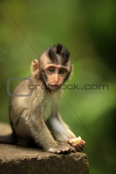 Child of monkeys