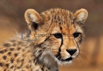 Cheeta cub