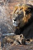 Lion and cub