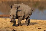 Rhino at dam