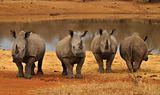 Rhino group at dam