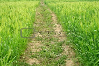 Wheat Grass Field