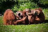 2 Orangutans at play