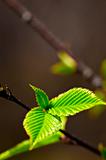 Green spring leaves