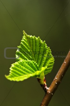 Green spring leaves