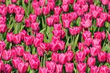 Glade of purple tulips