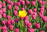 Yellow tulip beetween purple one