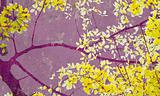 Golden shower tree on purple wall art print