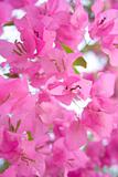 Sunlight pink bougainvillea