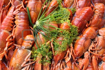 Crayfish and dill