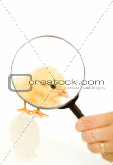 Focus on the easter chicken - isolated