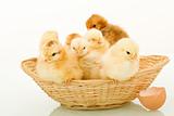 Basket full of fluffy baby chickens