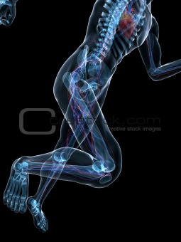 running skeleton - vascular system