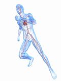 running skeleton - vascular system