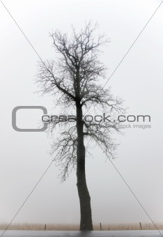 Bare tree in fog