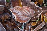 Frozen leaf