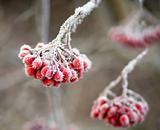 Frozen rowan berries