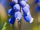 Tiny Blue Bell Flowers macro in sunlight showing details