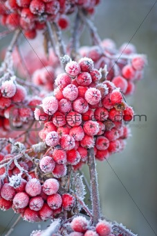 Icy rowan berries