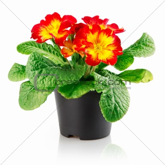 flowerpot with red flower isolated