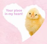 Valentines chicken inside fluffy pink heart
