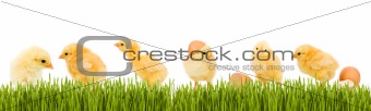 Lots of baby chicken and fresh green grass