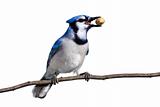bluejay prepares for flight with a peanut