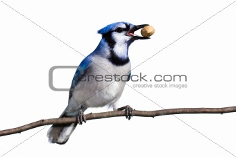 bluejay prepares for flight with a peanut
