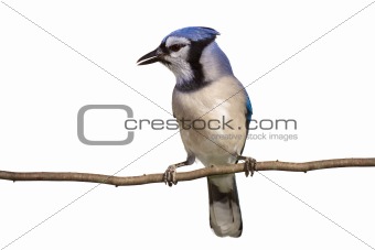 vertical full length view of bluejay perched on a branch